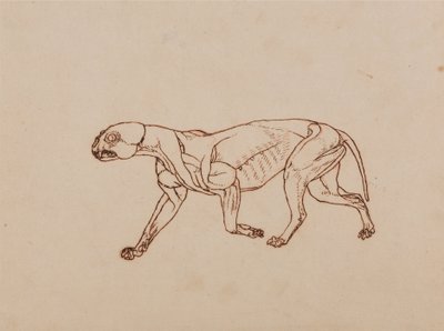 Vergleichende anatomische Darstellung der Struktur des menschlichen Körpers mit der eines Tigers und einer Kuh von George Stubbs